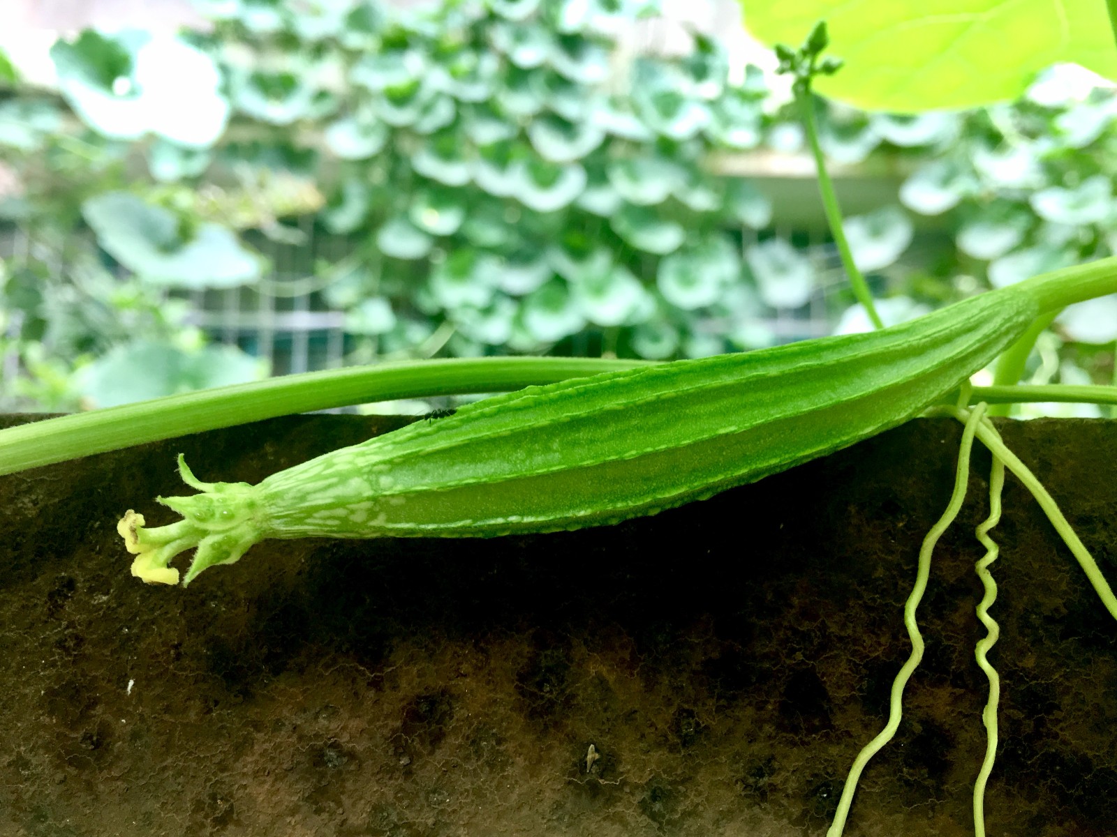 南方常栽培北方少见的菜蔬广东丝瓜棱角丝瓜