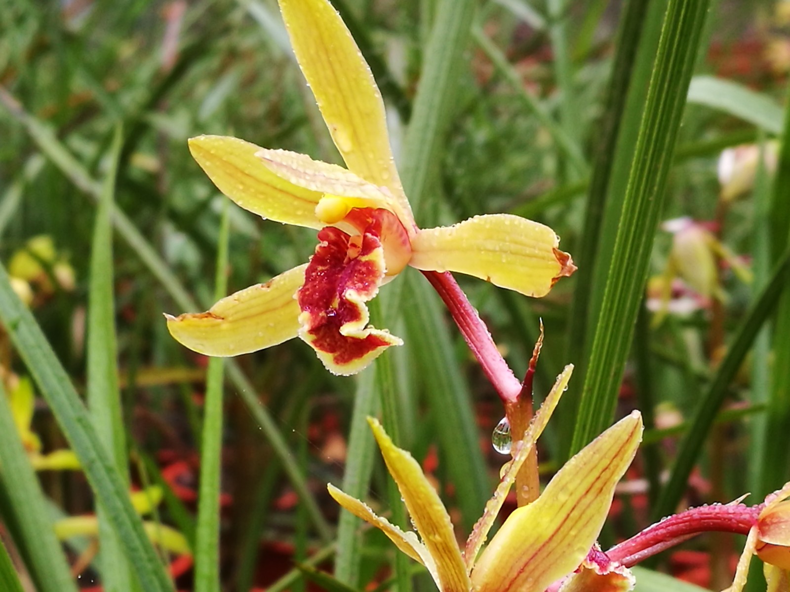 磷酸二氢钾可以浇兰花吗小心苗死花枯