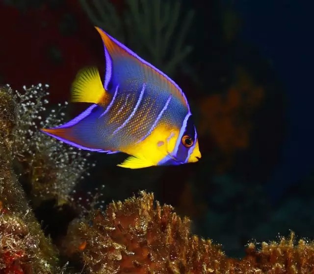 养眼又养心,太漂亮了!|观赏鱼|中国特色|环境_新浪新闻