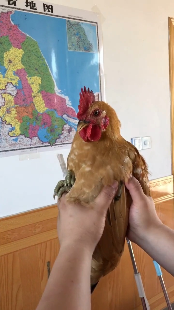 全自动生物鸡头稳定系统了解一下