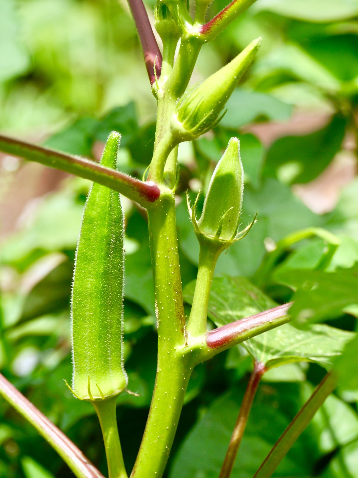 黄秋葵花与果实