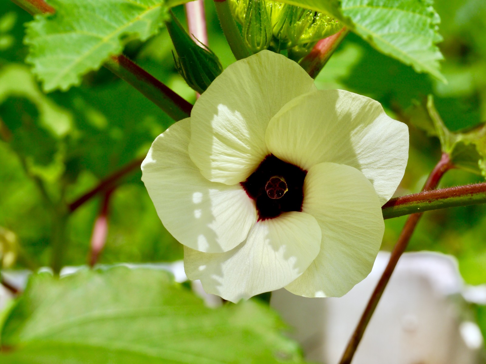 黄秋葵花与果实