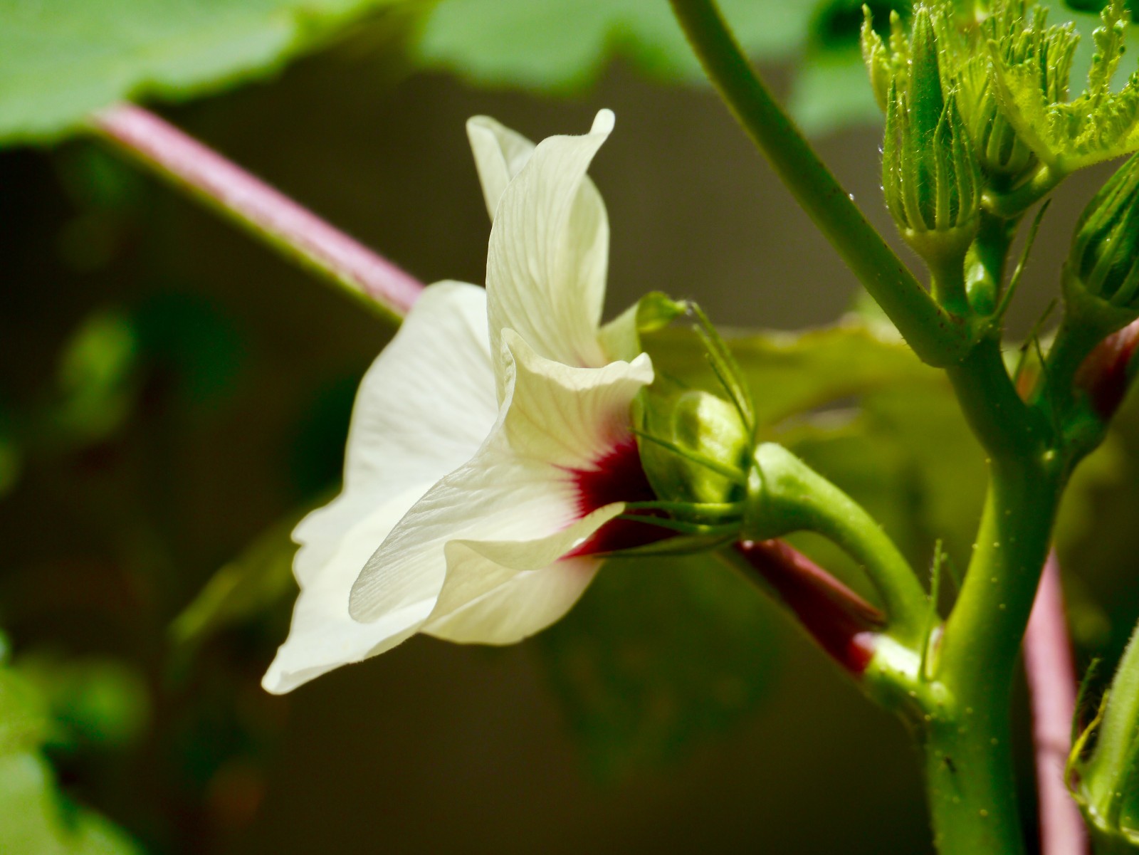 黄秋葵【花与果实】
