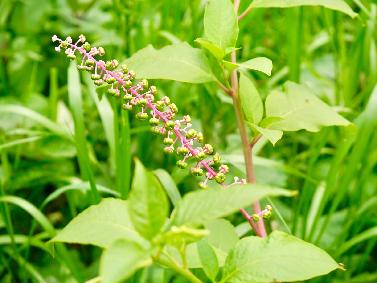 垂序商陆别名洋商陆美洲商陆十蕊商陆成熟果实为乌黑色