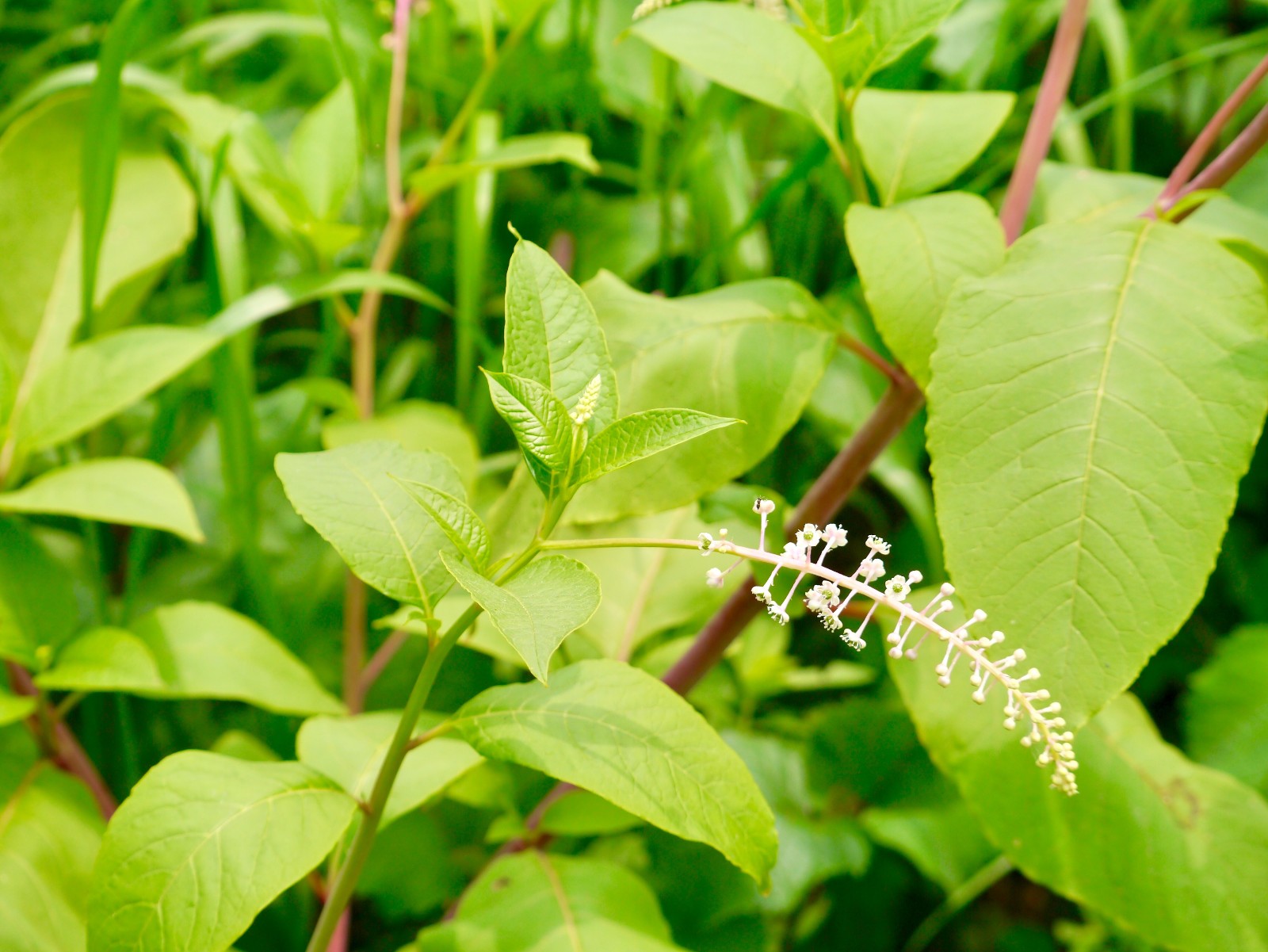 垂序商陆别名洋商陆美洲商陆十蕊商陆成熟果实为乌黑色