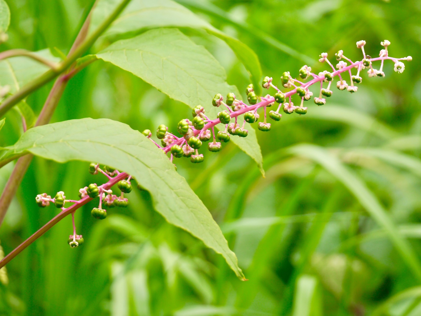 垂序商陆别名洋商陆美洲商陆十蕊商陆成熟果实为乌黑色