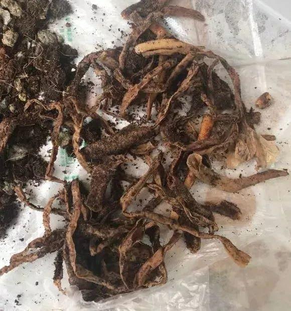 找一把锋利的刀子,先用火烧一下消毒,然后剪掉烂根,病根,空根,过长的