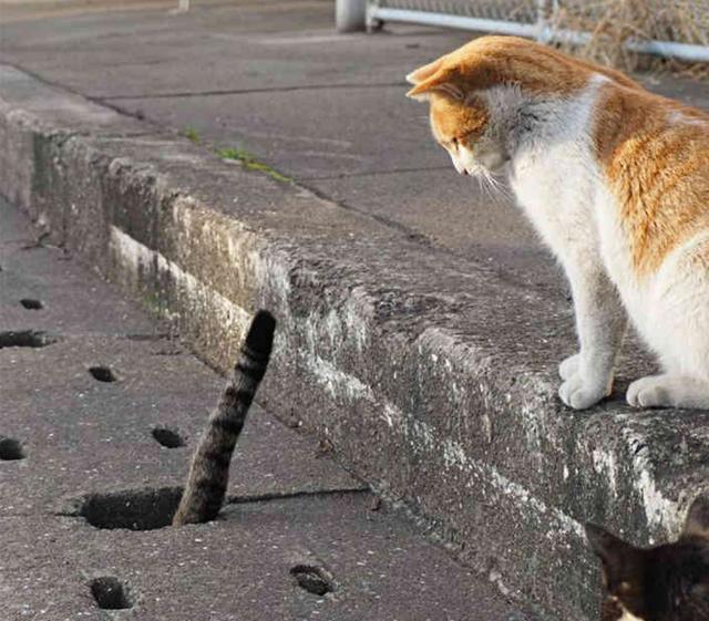猫咪身体肥胖,钻下水道时被卡在洞里,引来一群伙伴围观