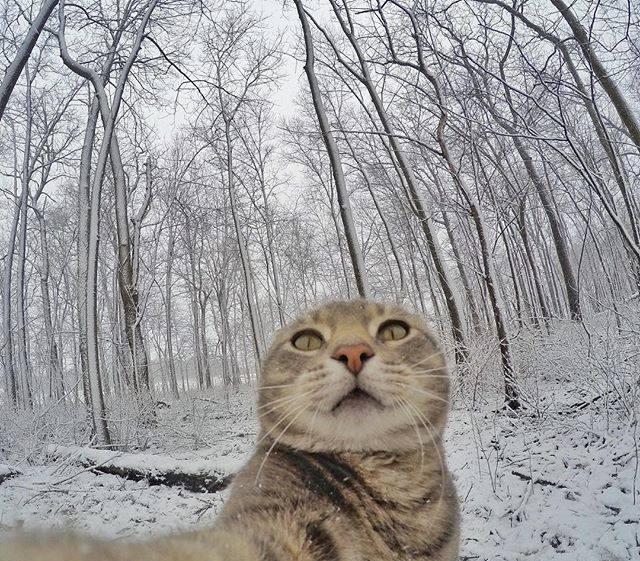 如果你们家的猫主子学会了自拍你会发现你的技术真不如它