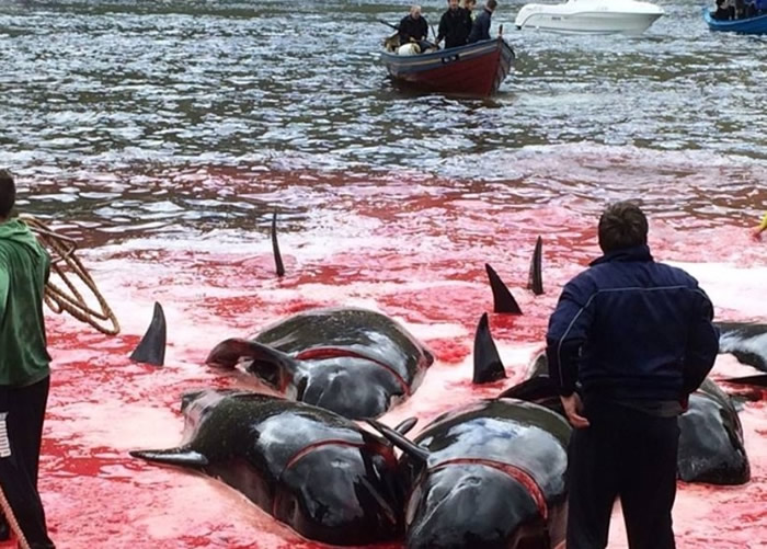法罗群岛杀鲸大会鲜血染红海湾 政府称属生活一部分