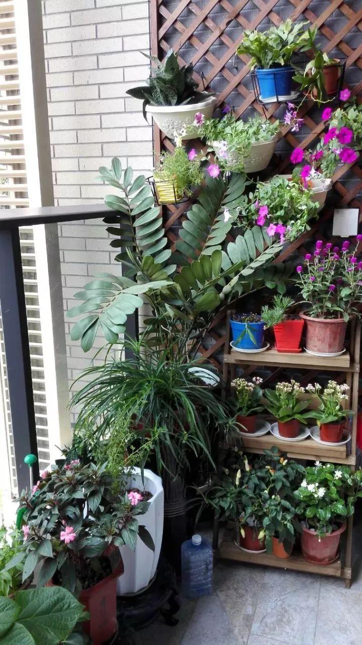 想给家里添些绿,那就利用阳台来养花种草吧