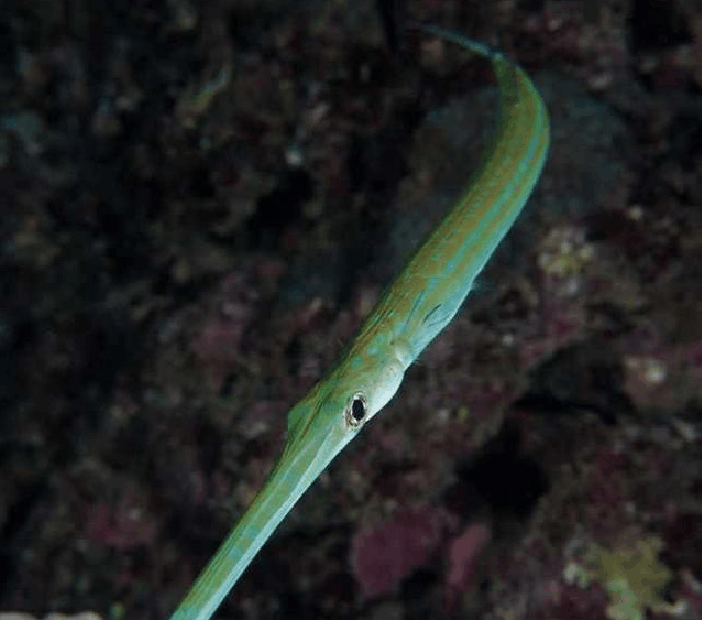 棘烟管鱼并非什么有名的生物,网上图片不多.