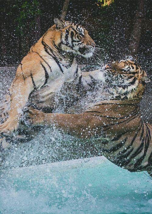 就像两个壮汉在干架,一言不合就扬拳头.