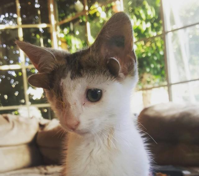 四只耳朵独眼猫咪,用顽强生命力展示倔强,庆幸遇到这样一家人