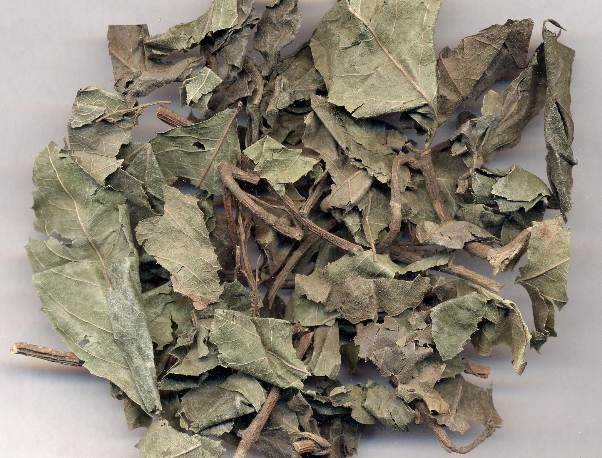 农村山区里一种野草,是咳嗽的"克星",每天喝一点咳喘不再有|矮地茶