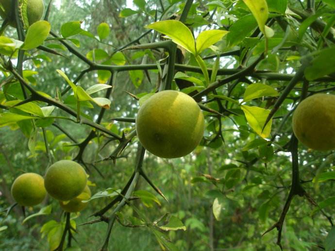 为啥贼看到都能吓出一身冷汗呢,主要这果树全身都是刺,而且不是一般的
