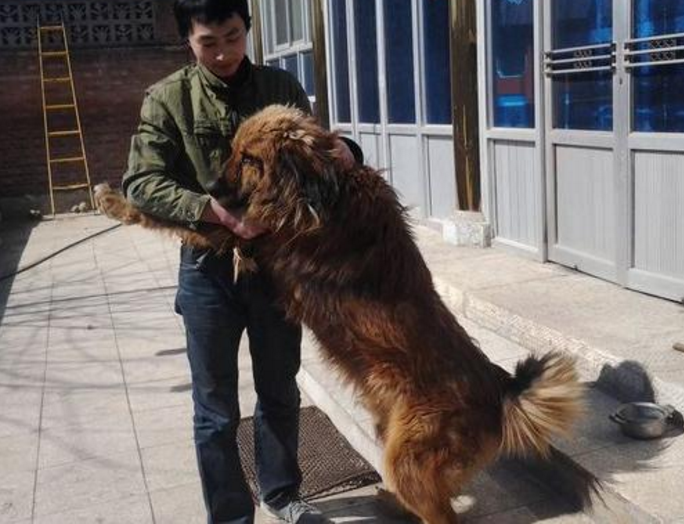 藏獒挑着狮子,双方奋力厮杀大打一通,最后竟是狗儿赢了!