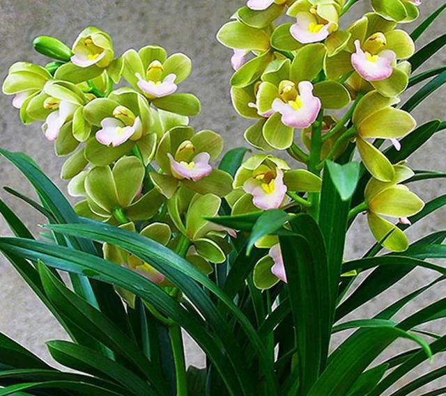 养兰人都喜欢养这几种兰花不知你喜欢哪种