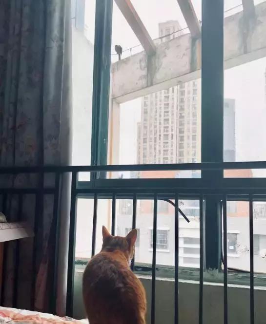 橘猫得罪了一只鸟,被鸟天天往头上拉屎,愁得主人只好上网求助