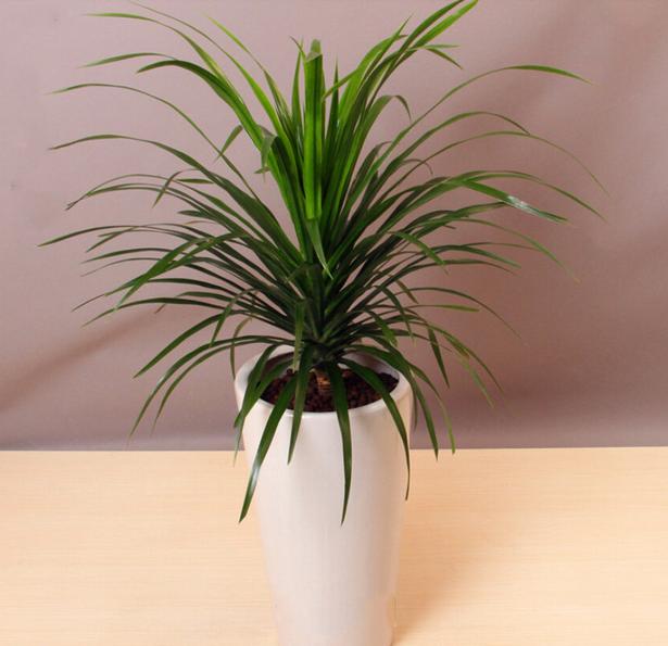 龙血竭非常名贵,能够治疗各种血症,心血管疾病,可以治疗筋骨疼痛,还有