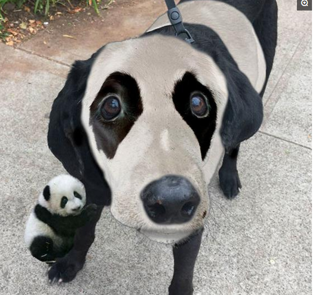 狗狗身患白癜风,网友们竟用各种的p图,祈愿它早日康复!|狗狗|白癜风|