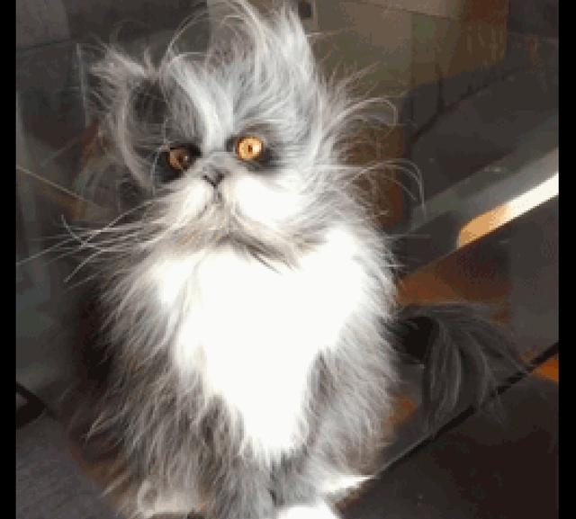 猫咪头上的毛发都翘起来了,像是还没睡醒的样子,表情太好笑了!