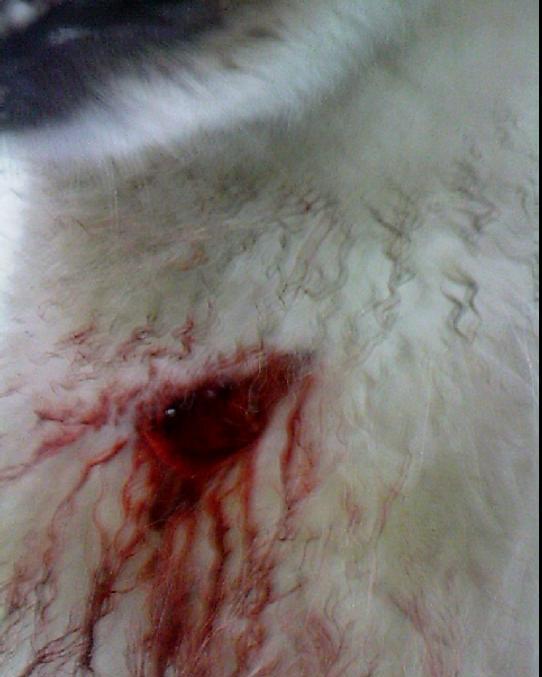 狗狗闲暇逛街, 被男子捅了个窟窿, 狗狗浑身是血向路人求救