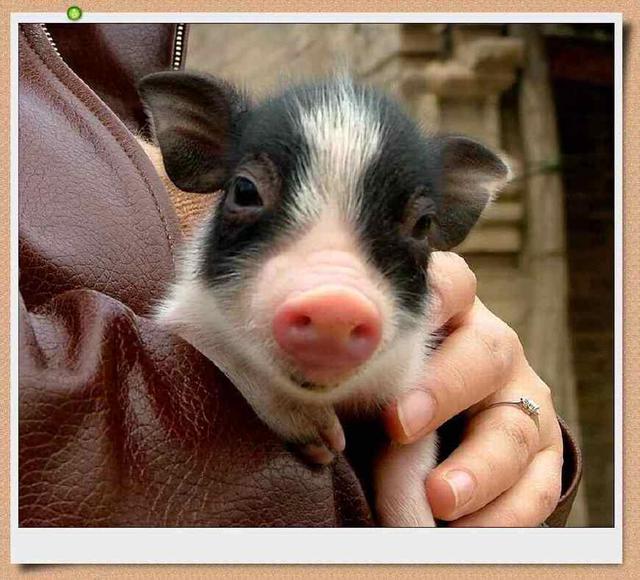 宠物猪不睡觉非常值得看的一篇文章