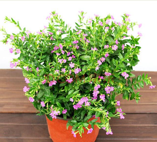 木本满天星较为耐寒,我国华北地区已经引种成功,所以盆栽还是应该选择