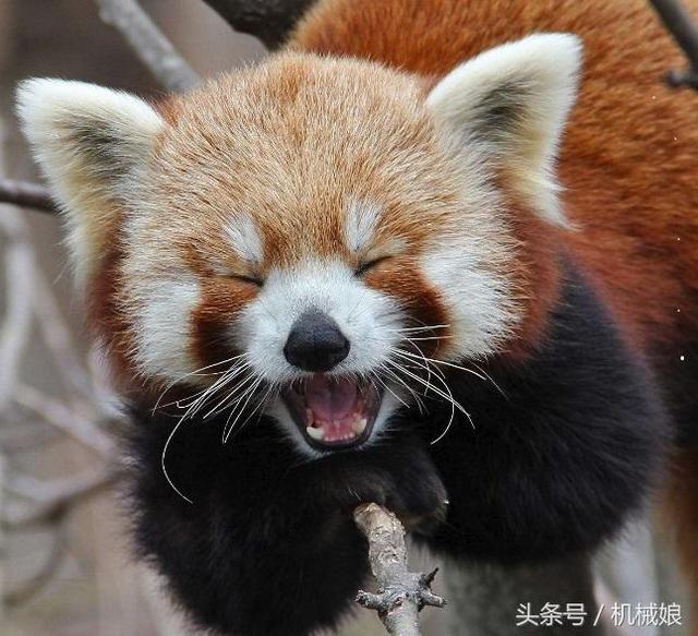 搞笑萌宠:小熊猫和小浣熊什么区别?小熊猫的战