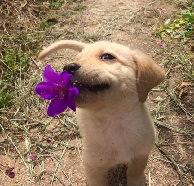 狗狗会叼东西真不一定是好事,保不定哪天叼回来个"邪物"