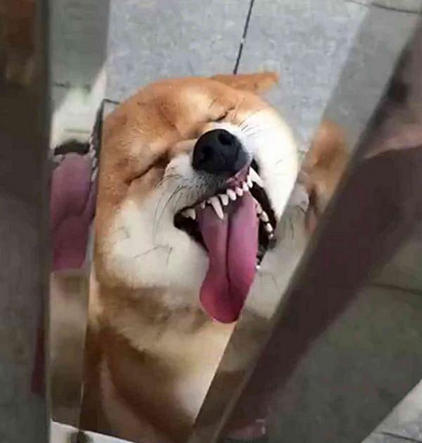 中的表情包柴犬,这是柴犬,经常会做出一些令人捧腹大笑的表情和动作