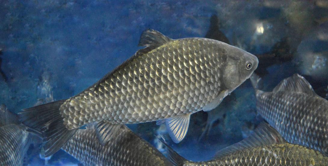 掌握了常见鱼鲤,草,鲫的"漂相"特点,再钓它们就轻松多了