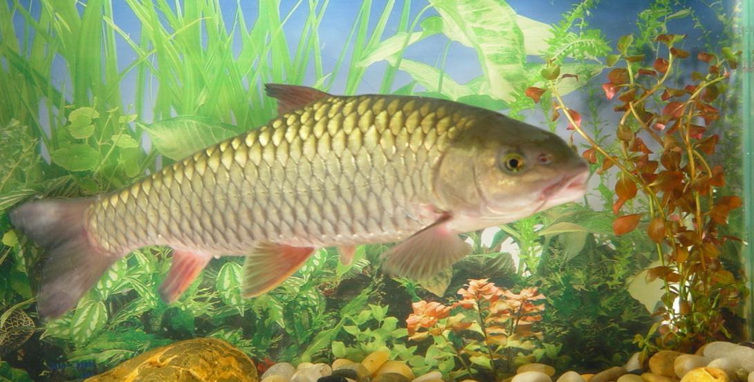 掌握了常见鱼鲤,草,鲫的"漂相"特点,再钓它们就轻松多了