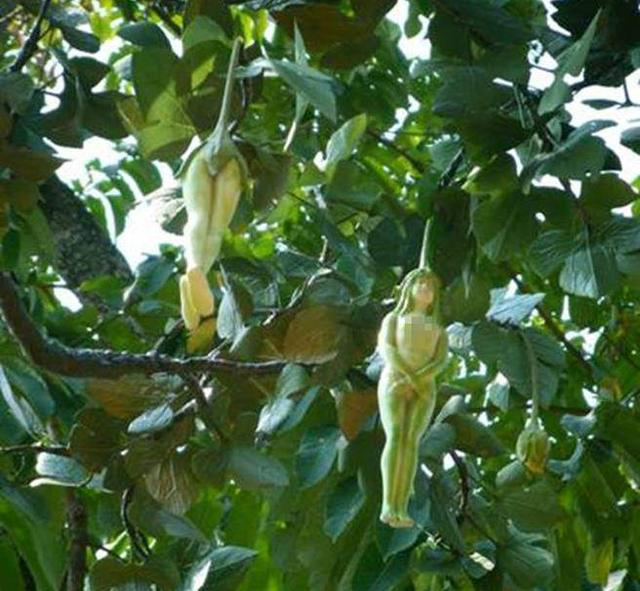 全球最奇葩的"树",结的果子是"女人"当地人不吃用来干这件事