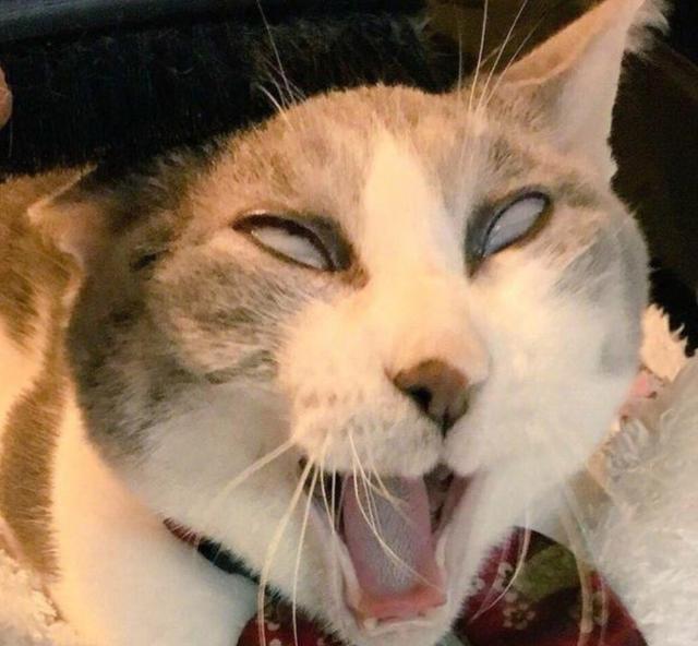 猫咪梳头时露出这样的表情,主人看后笑喷:行走的表情包