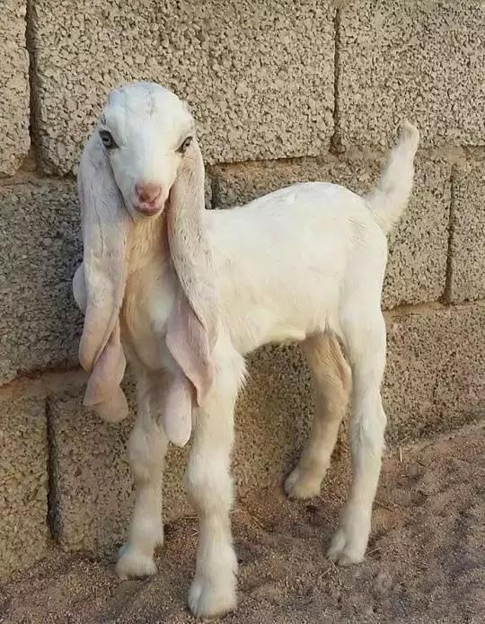 好有气质这发型你有什么感想老兄,别吓我,我是厦大的自从镶了这牙