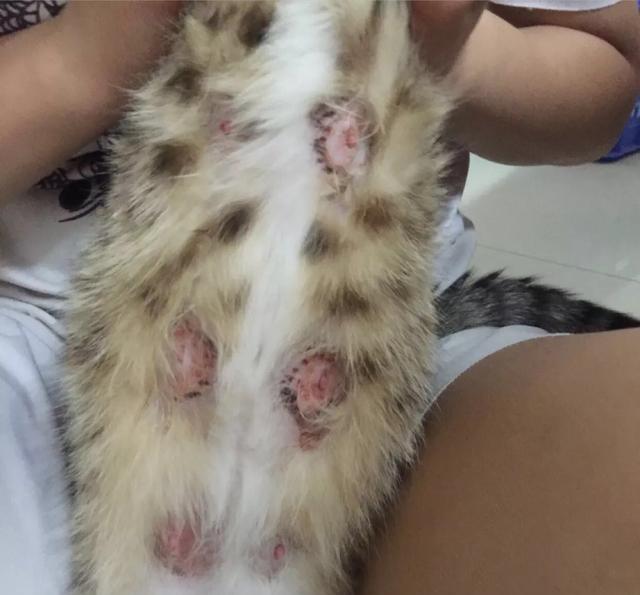 铲屎官一定要细心|小猫|猫咪|哺乳期_新浪新闻