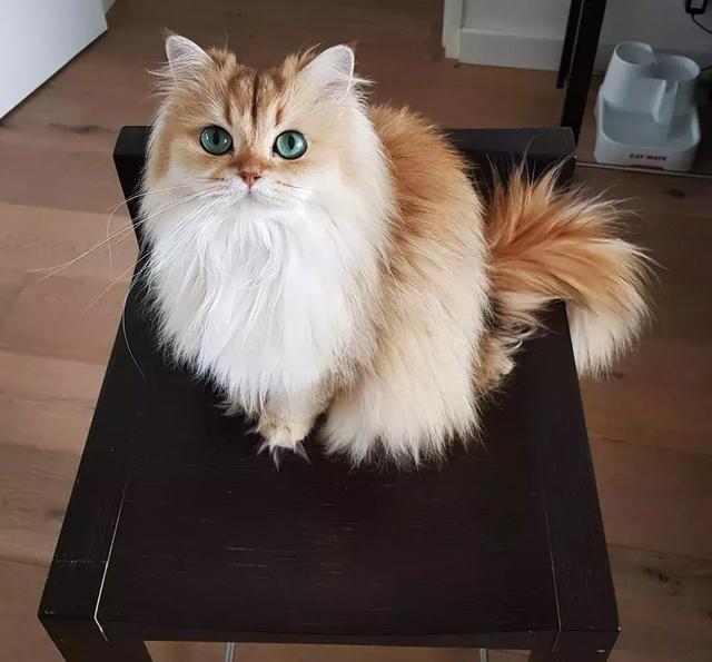 这只长毛网红猫据说是目前最上镜的猫咪之一粉丝已经破百万
