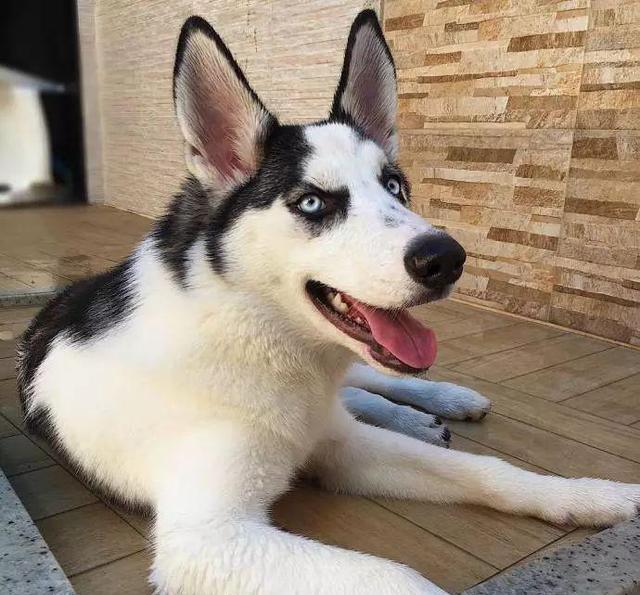 哈士奇|耳朵|品相_新浪新闻