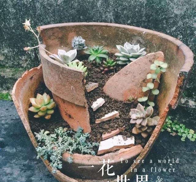 她拿破盆烂锅养花种肉,比卖的好看一万倍!|花盆|酒瓶子|吊兰_新浪新闻