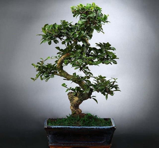 茶树盆景制作注意事项如何使用茶苗制作茶树盆景