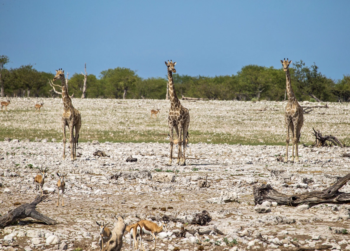 一望无际的非洲大草原上雨季还没有到来