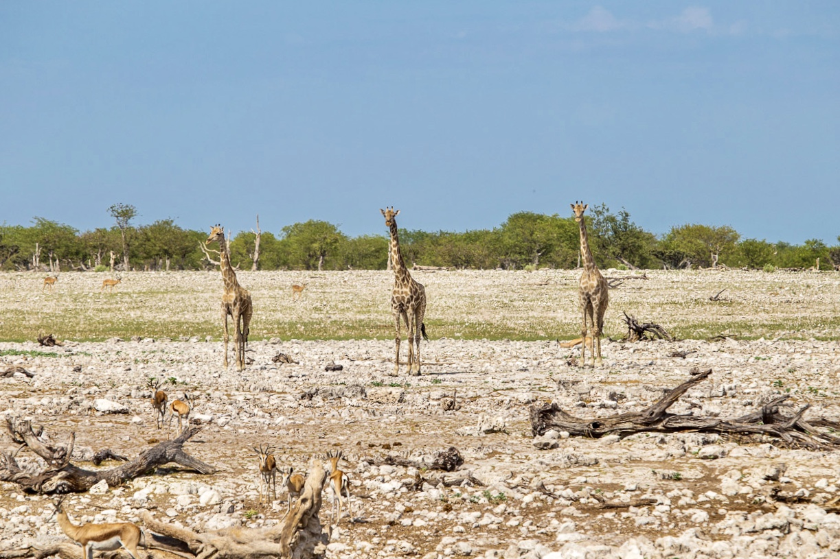 一望无际的非洲大草原上雨季还没有到来