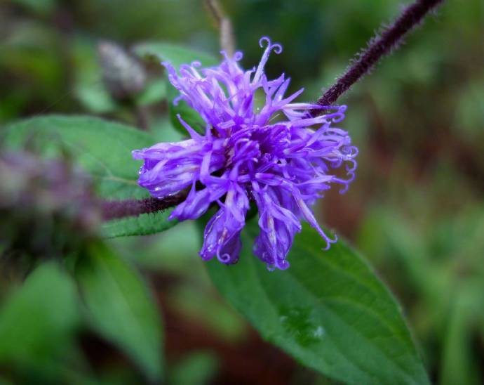 桃园有义结金兰,风云际会出三英