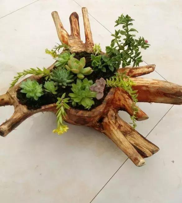 花盆|酒瓶子|吊兰_新浪新闻