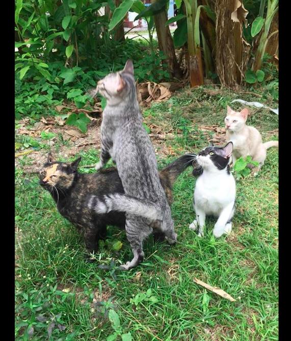 猫咪们为了捉蝴蝶,总把其中一只猫当垫脚石,猫:为什么老是我?