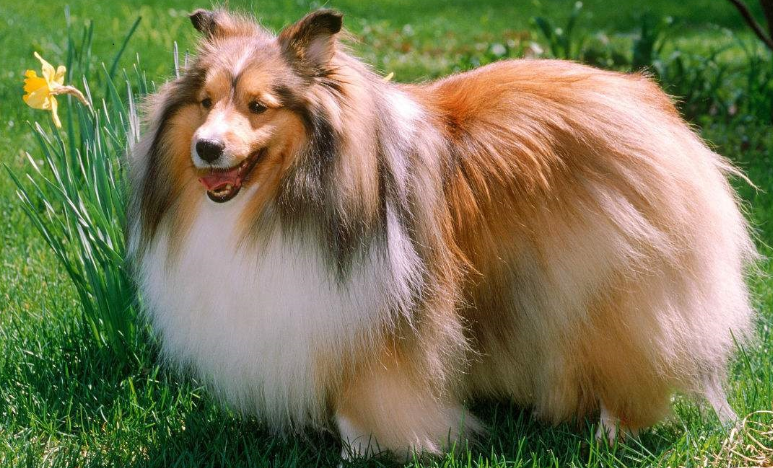 最漂亮的狗 新浪（移动端）