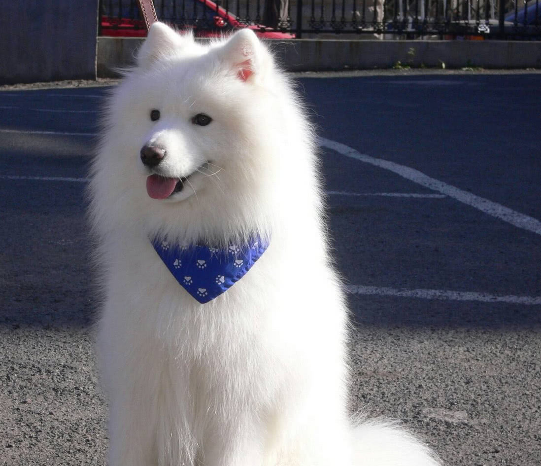 那么都有哪些狗狗是比较适合女孩子