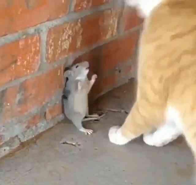 橘猫的抓老鼠之旅,猫主子,你也太怂了!